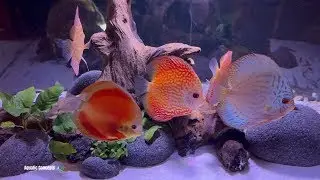5 Stunning 65-120 Gallon Discus Tank Design Ideas