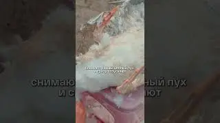 Смотри, как они превратили гуся в бесконечный ресурс #агро #агробизнес #гусь #перья #ферма