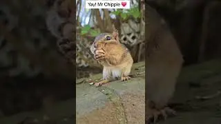 Chippie showed back up ❤️ hes been missing. #critterfeeder #handfeeding #chipmunks #wildlife