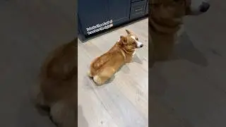 LOAF CHECK TIME✨🍞#corgi#loaf#bread#dog#cute#funny#fyp#subscribe#loafcheck#pets#crumpetsthecorgi