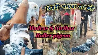 শীতের সকালে নতুন একটা ভিডিও বিরহী পায়রা হাট হরিণঘাটা নদীয়া. visit and collection.