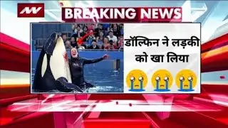 Jessica Dolphin Incident | Educational Marine Life Documentary | dolphin and girl Jessica