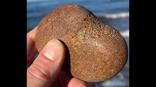 Where to Find Whale Bone Fossils and How They Form