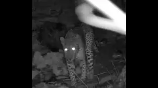 Leopard on Olifants path. Please, can someone chop the dead Wild Dagga😉down.