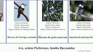 Ave, ordem Piciformes, fam&iacute;lia Bucconidae birds frontalis ruficollis Nonnula Malacoptila jo&atilde;o-tolo