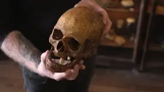 Buy a human skull for your living room at this local; shop of oddities