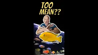 Это слишком ОПАСНО? Африканские цихлиды!