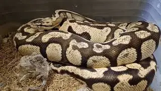 Firefly 66% HET Clown Ball Python Update: Growth, Progress & Should I Breed Her?