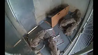 #CheetahCubdate 17: Breakfast with the Cubs