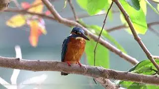 Common Kingfisher Up Close &ndash; A Tiny Hunter in Action