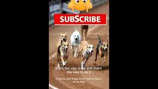 Dog vs Dog  competition Race 