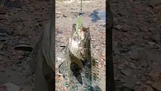 CASTING PINGGIRAN UMPAN SOFT LURE,DISAMBAR KERAPU BABON!..#mancing #mancingpinggiran #spotliar