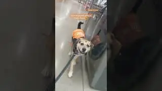 🧡🧡🧡 #rescue #dogsofttiktok #dogs (IG: heaven_is_a_dog)