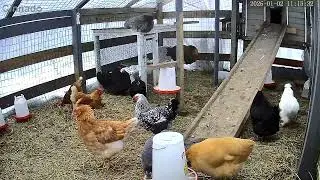 #chicken #petchicken #silkiechicken #rooster #hens #guineafowl #chickeneating 