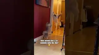 He loves to leap #catshorts #ragdollcat #ragdoll #ragdoll #funnycats  #ragdollshorts #catvideos #cat