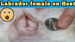 First timer Labrador female Heat ||. First timer Labrador female heat cycle