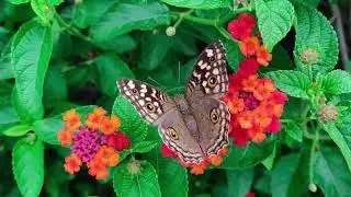 THE MOST BEAUTIFUL Butterfly Species You've Never Seen!