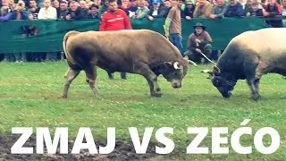 ZMAJ (MUJO HRVAČIĆ) VS ZEĆO (BRAĆA MEHMEDOVIĆ) MAJETIĆI 2023