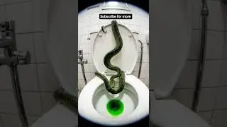snake spit inside water closet#DreamScreenAI #plumbingtime #goviral