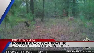 Black bears in East Texas? Possible sighting caught on deer cam in Trinity County