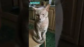 Отдай колбасу мне 