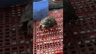 🐢Good morning po! #petplanet88 #pet #animalshorts #pets #cherryheadtortoise #redfoot #youtubepets