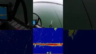 Orange по прежнему решает!! #pikefishing #pike #щука #рыбалка #activetarget2lowrance