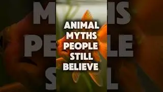 Animal Myths You Still Believe 🐂🦇🐟🦈 #AnimalFacts #MythBusting #shorts