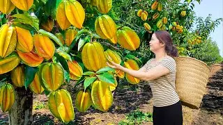 Harvesting Tropical Ember Starfruit | Sweetest Golden Fruit Ever Found | Village Cooking to Sell