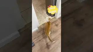 The Cutest Dinner Escort You&rsquo;ll Ever See 🐾❤️ #cutecat #catlover #shorts