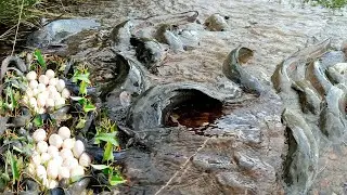 OMG!! Fishing Video - Amazing Girl Catching a lot of Fishes in Mud Dry Season