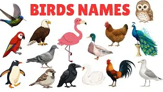 Birds Names for Kids 🐦 | Learn Bird Names with Pictures & Sounds | Happy Kids Academy