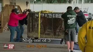 Big Cat Rescue takes in five tigers from Colorado as biggest rescue in U.S. history