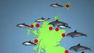 UK Whale & Dolphin Sightings March 2020