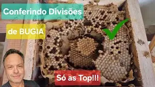 Fiquei Impressionado com a Qualidade e Força destas 7 Divisões de Bugia, com apenas 23 dias!!!