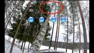 Kova pakkanen, jäinen puu ja jäykät oksat,  välttäkää näitä kaatoja. Husqvarna 572 xp.