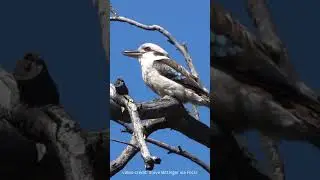 Kookaburras Are Tree Kingfishers #birdfamily #kingfisher #kookaburra #australianbirds