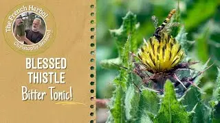 Blessed Thistle: The Forgotten Bitter Tonic for Digestion and Detox