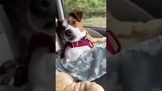 🐩🐩🐩🐕#dogs #workout #viralshow #tamil #dubbing #dogcomedy #doglife #love #pets