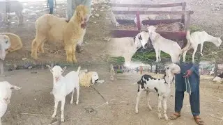Tuesday update mudray chatray taddy bakray kuto mall lahore mandi lovers 