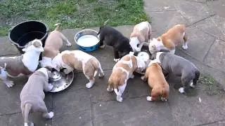 Beautiful Chunky Old English Bulldog Puppies