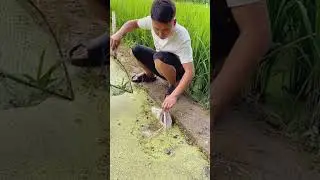 Skill tingkat dewa yang dimiliki petani ini saat menangkap ikan #shorts
