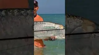 Giant Tarpon Fish🐟🐠#shorts #viralvideo #trending #tarponfishing #fish #facts