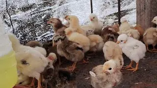 Fazendo entregas de pintinhos e mostrando as criação do Sr Ademir.