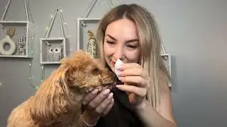 Hypoallergenic Eye Wipes for Dogs & Cats &ndash; Gentle Dog Eye Wipes Cleaner with 9X Cleaning Power #ad
