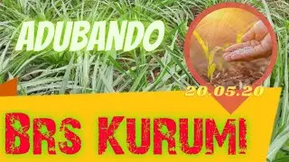 Adubando Brs Kurumi Com Adubo 20.05.20