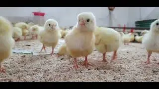BEAUTIFUL LITTLE CHICKEN FIRST WALKING MOMENT🐔😍❤️😂