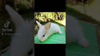 mini coelho Lion