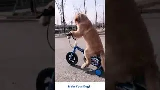 Dog Training usa canada uk australia new Zealand 2021| dog trainers near me  usa uk Canada #shorts