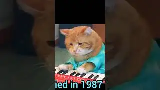 Iconic Meme Cats Who Died😭           #meme #memes #thenvsnow #evolution #catmemes